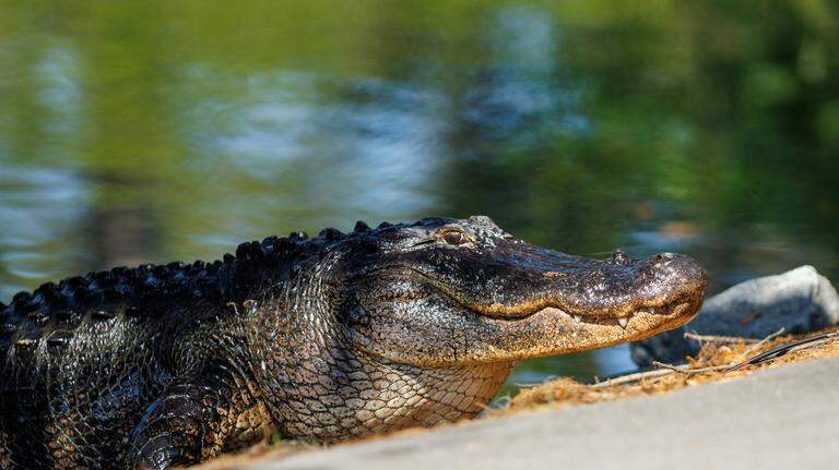 After fatal alligator attack in private Hilton Head community, family settles lawsuit