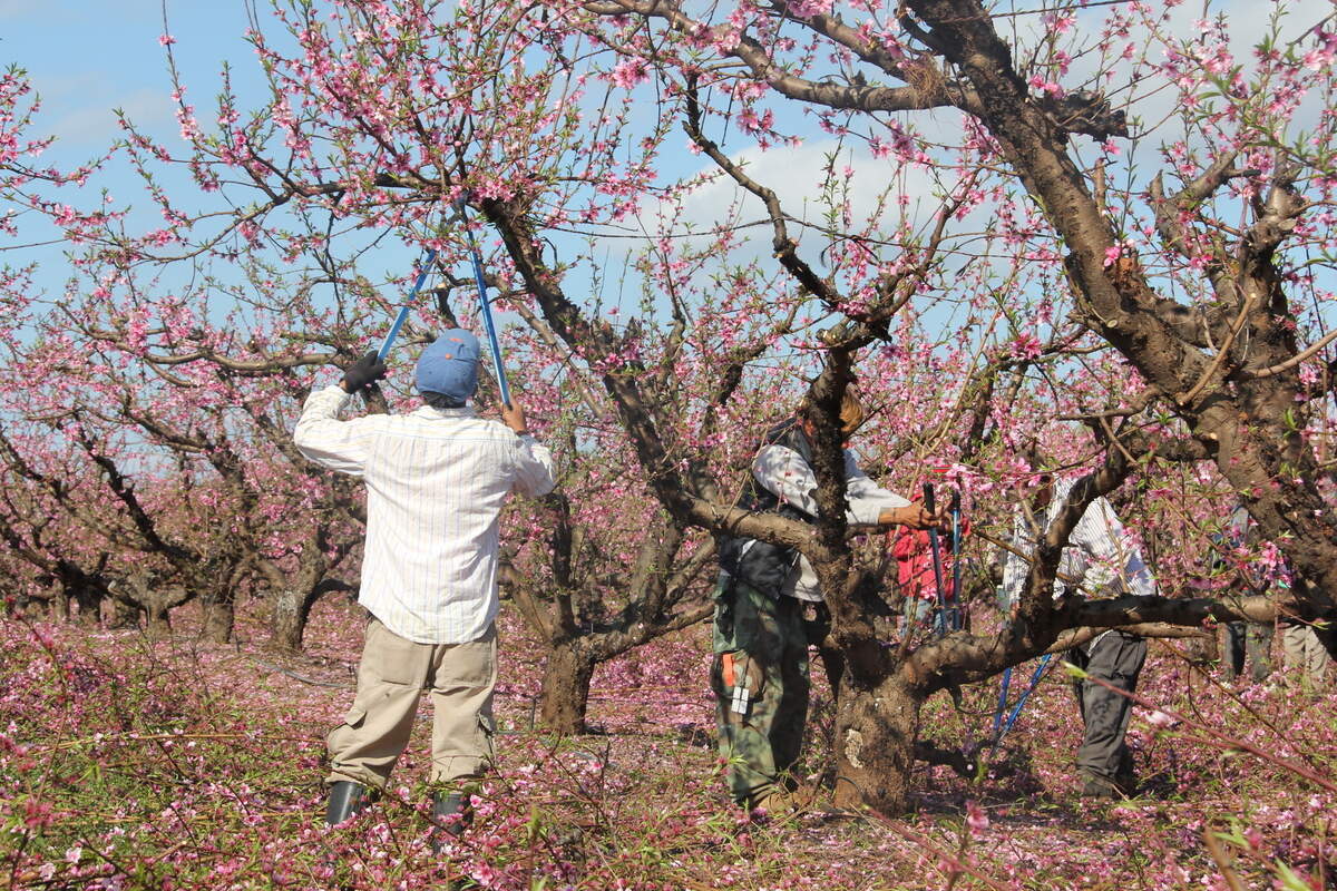 Farm workers at Titan Farms in Ridge Spring, S.C.