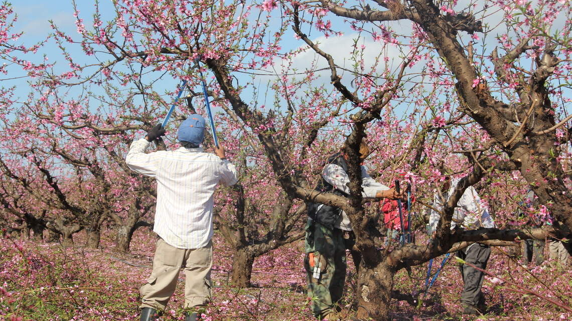 ‘A little ray of hope’: In South Carolina, the push to vaccinate farm workers begins