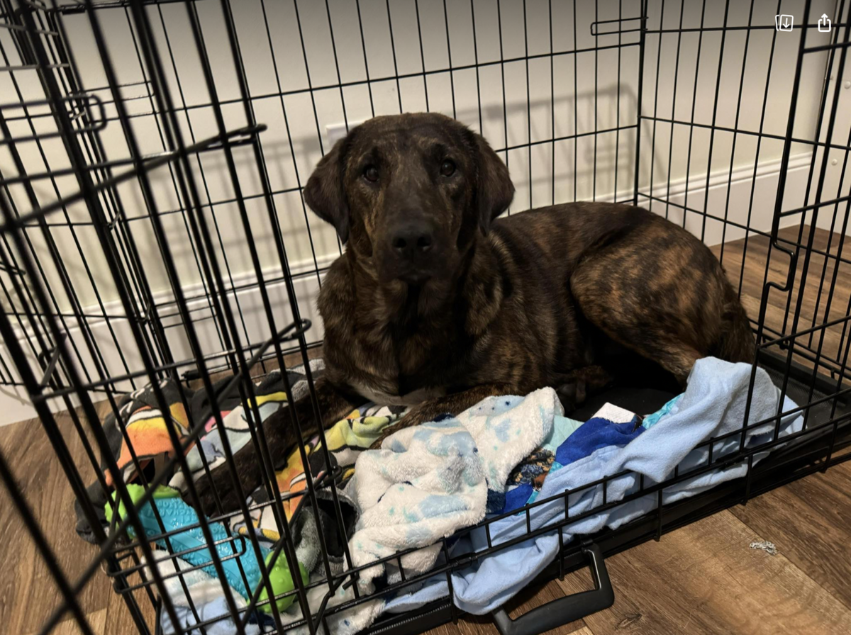 Braylon, a 50-pound lab mix, has been living at JARM since April. She is weathering the storm with Angie Castrillón, an Old Town resident who has fostered rescue dogs for years. As of Wednesday morning, she was still up for adoption.