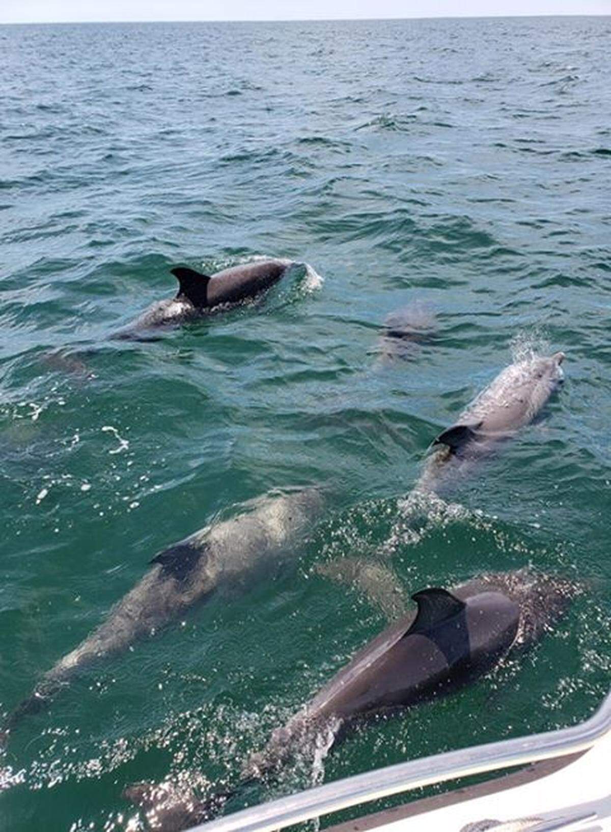 Dolphins spotted about 10 miles off the coast of Hilton Head Island.