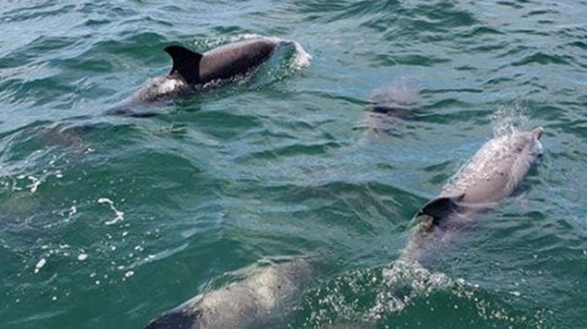 In this file photo, a pod of dolphins is pictured on April 27, 2019.