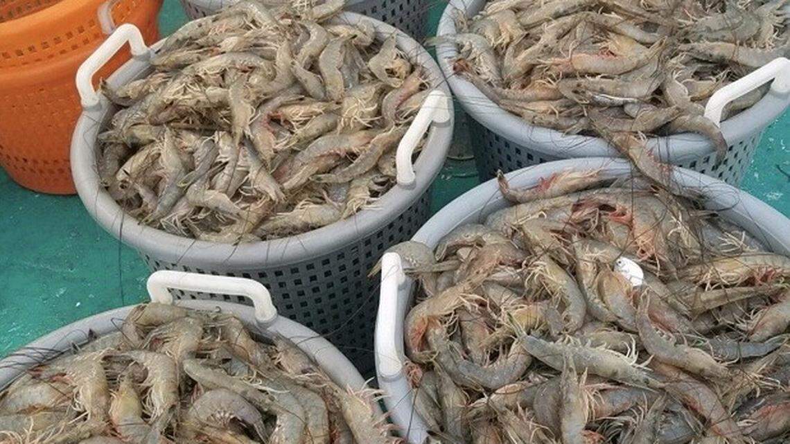 Ready for more of a Lowcountry delicacy? Shrimp season opens in SC
