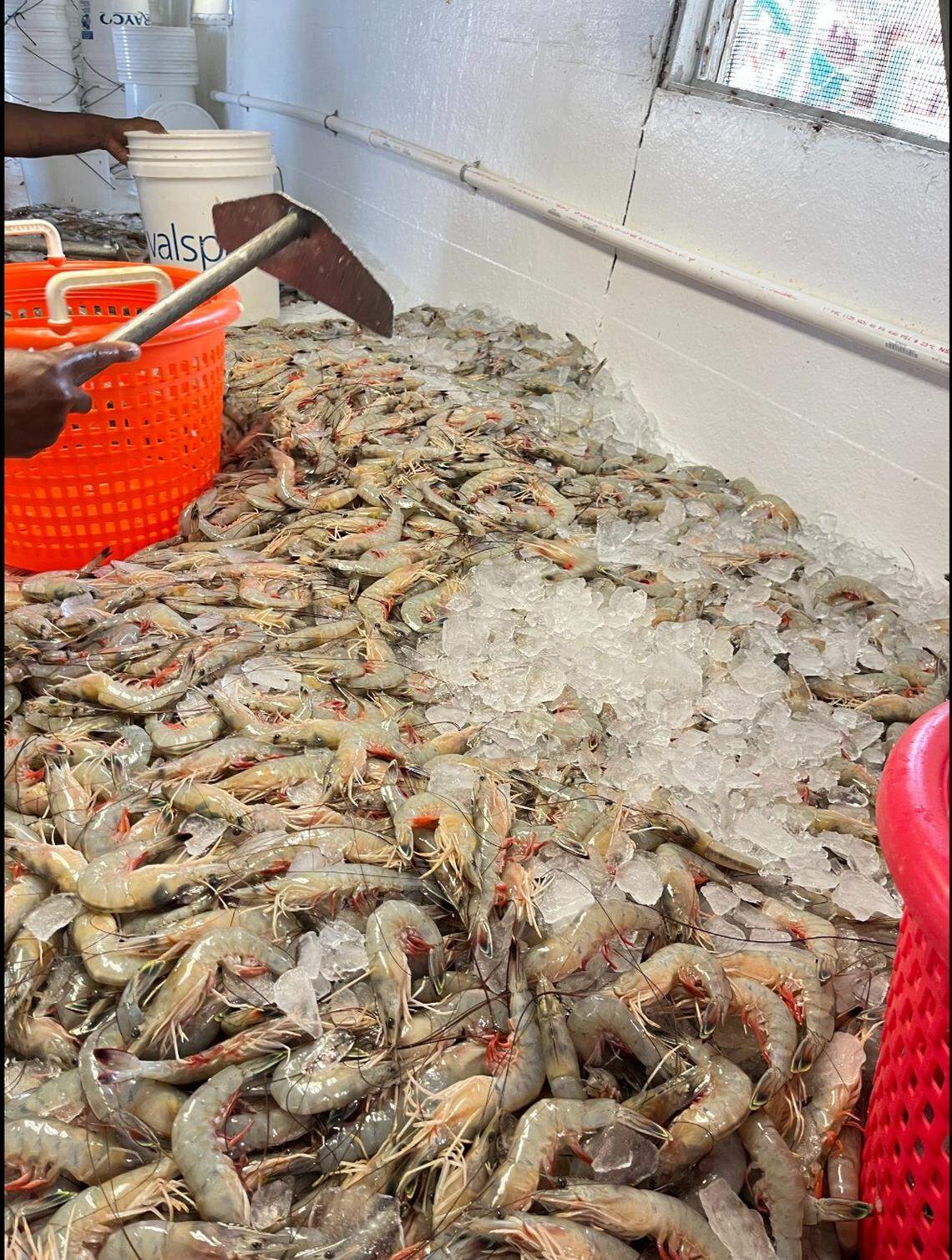 Shrimp brought to the Gay Fish Co. docks on St. Helena Island are sorted and placed on ice.