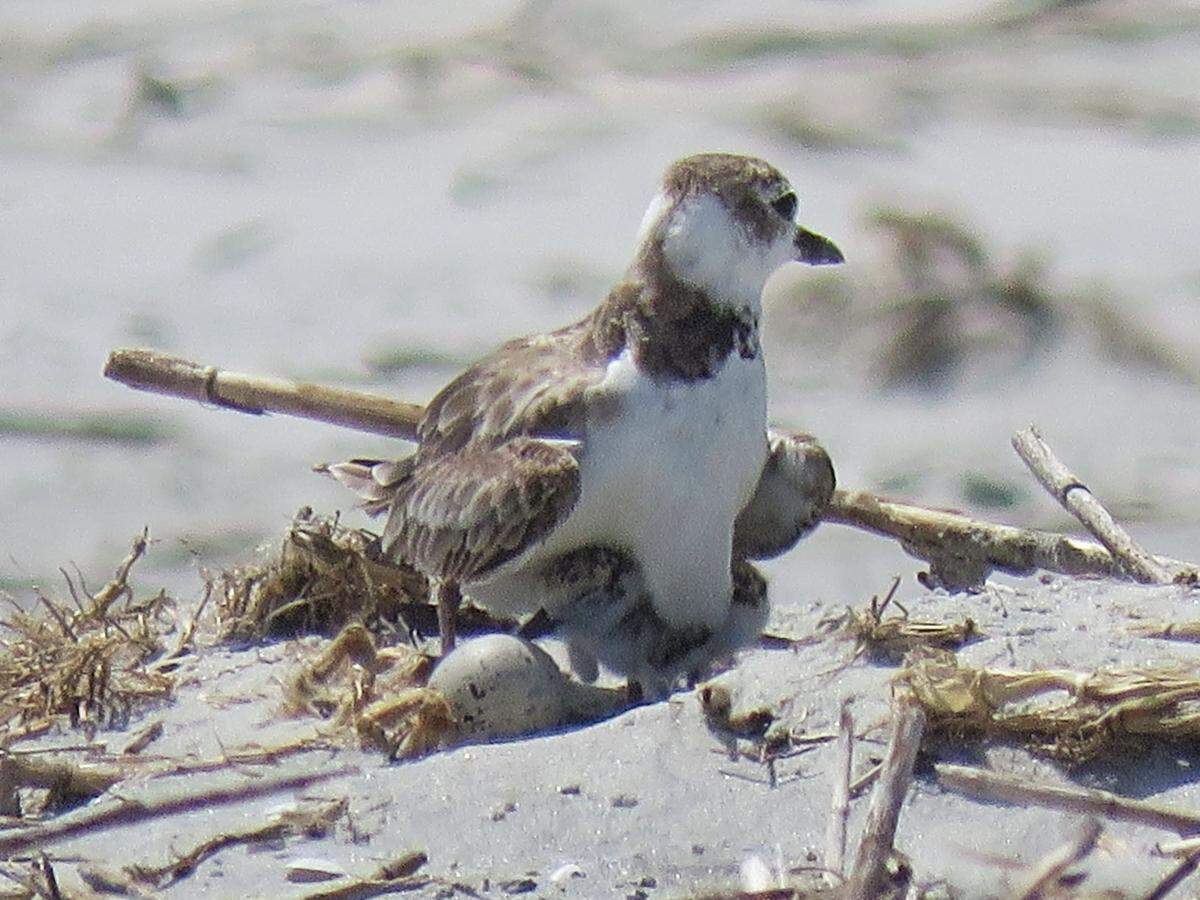 A Wilson’s plover shades her chick and unhatched eggs on the beach at Harbor Island. Programs on Harbor and Hunting islands seek to teach visitors how to avoid disturbing birds who nest and stopover on Beaufort County’s barrier islands.