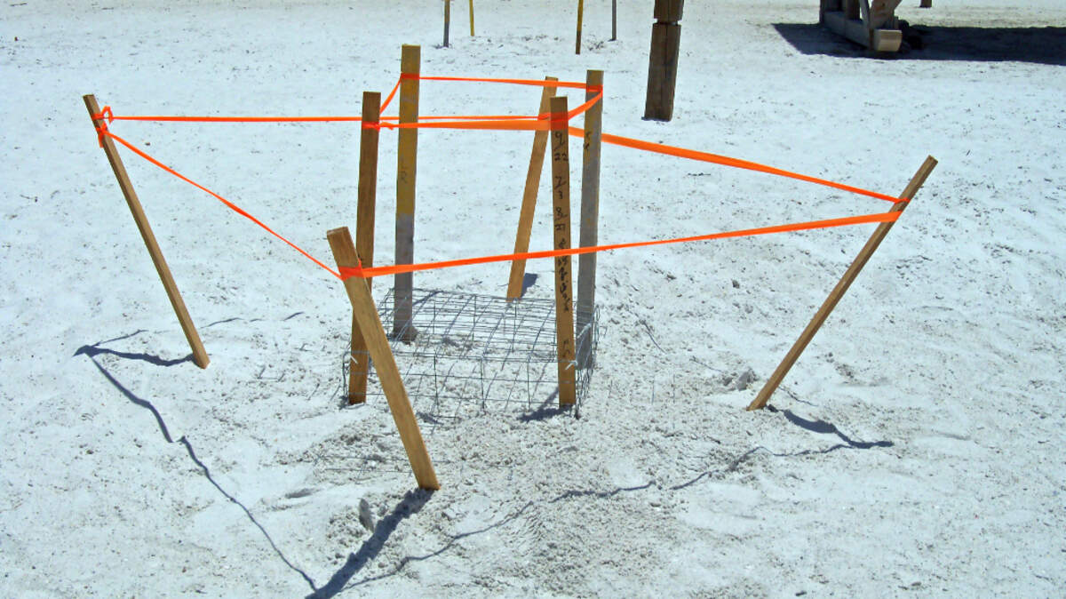 Staked out loggerhead sea turtle nest on Coquina Beach, Anna Maria Island, showing the protective cage directly over the nests to protect it from predators.