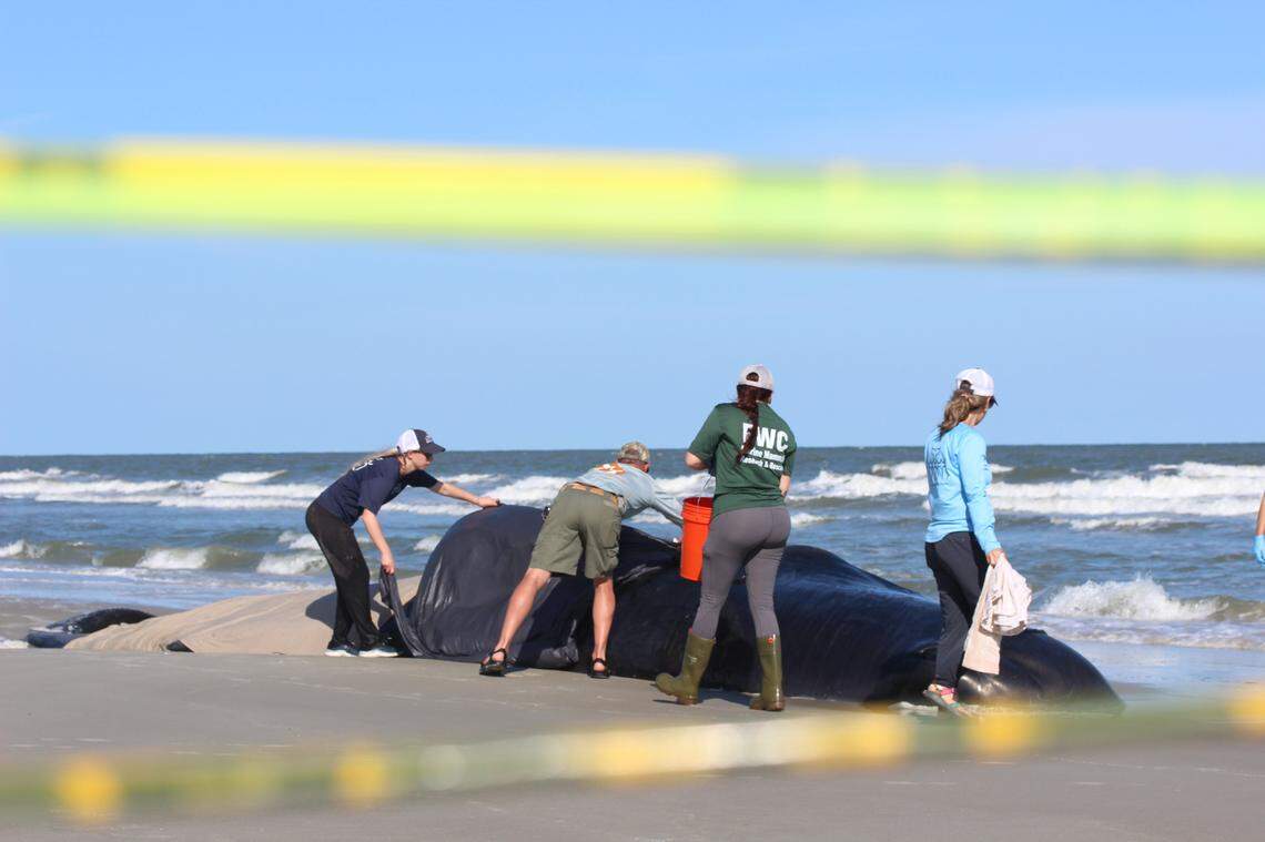 Workers cover the beached whale with sheets to keep it cool in the South Carolina heat. The area was cordoned off with caution tape to keep beachgoers at a safe distance from the 31-foot distressed whale.