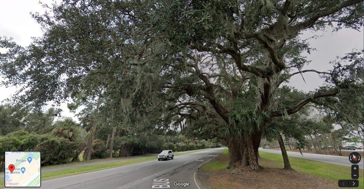 A Live Oak tree in Hilton Head Island’s Shelter Cove area will be protected during road construction, according to the town. Although many acknowledge the need for safer intersections in the area, many island residents feared the trees would be cut down.