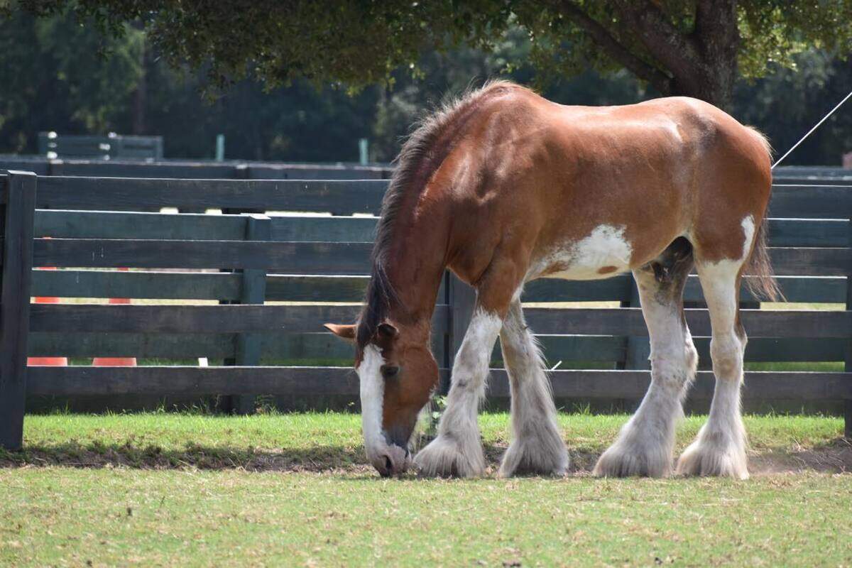Harley the Clydesdale grazes in August 2020 in this photos by Jen Gates.