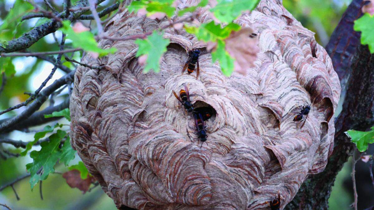 A Yellow-Legged Hornet’s nest was spotted in Old Town Bluffton. The invasive species is known for attacking and killing native pollinators.