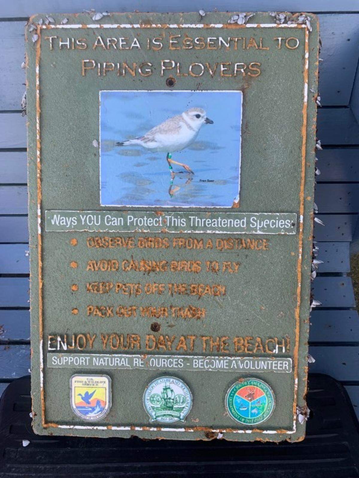 A piping plover sign that traveled across the Atlantic Ocean from Hilton Head Island to the shores of North Uist in the Outer Hebrides, a chain of islands off the North West coast of Scotland.