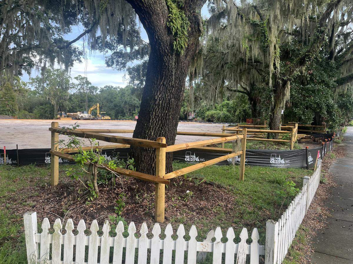 Fencing protects trees that are part of London Square, an residential housing “infill” project that has started in the old village of Port Royal.