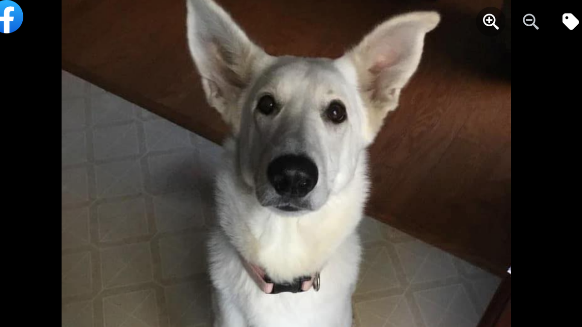 Luna, a runaway white German shepherd, has been exploring Sea Pines on Hilton Head Island in 2021.