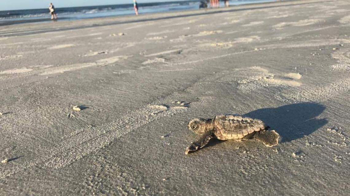 Sea turtle numbers low for second year in a row. Should SC be worried?