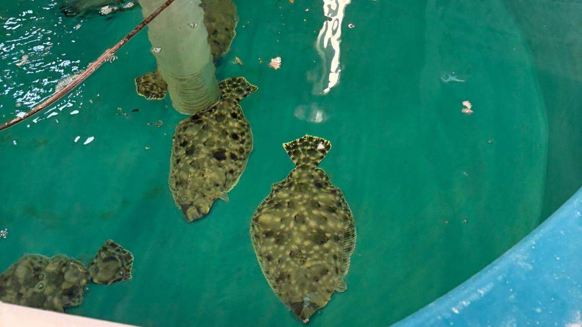 A famous fish’s population declines, this program to give it a boost off Hilton Head
