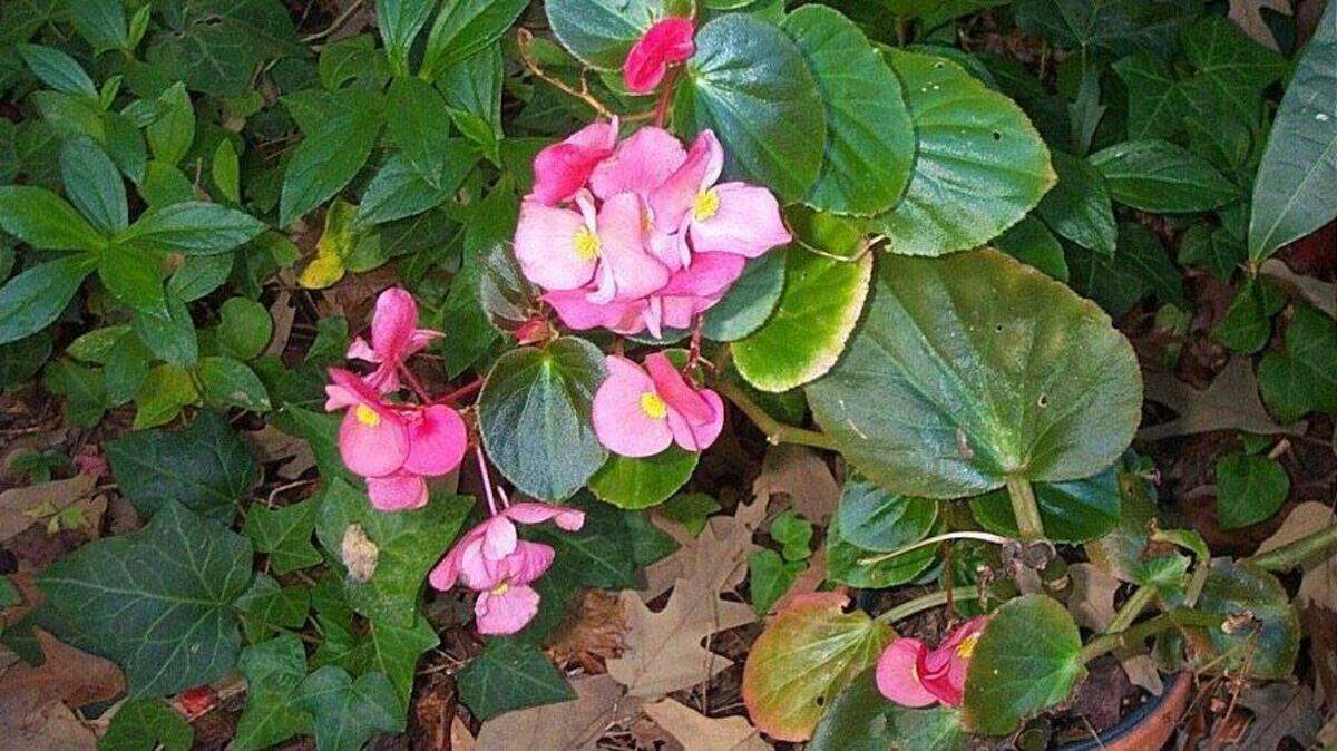 Want more color in your native plant garden? Plant a few pink begonias -- they don't require much water.