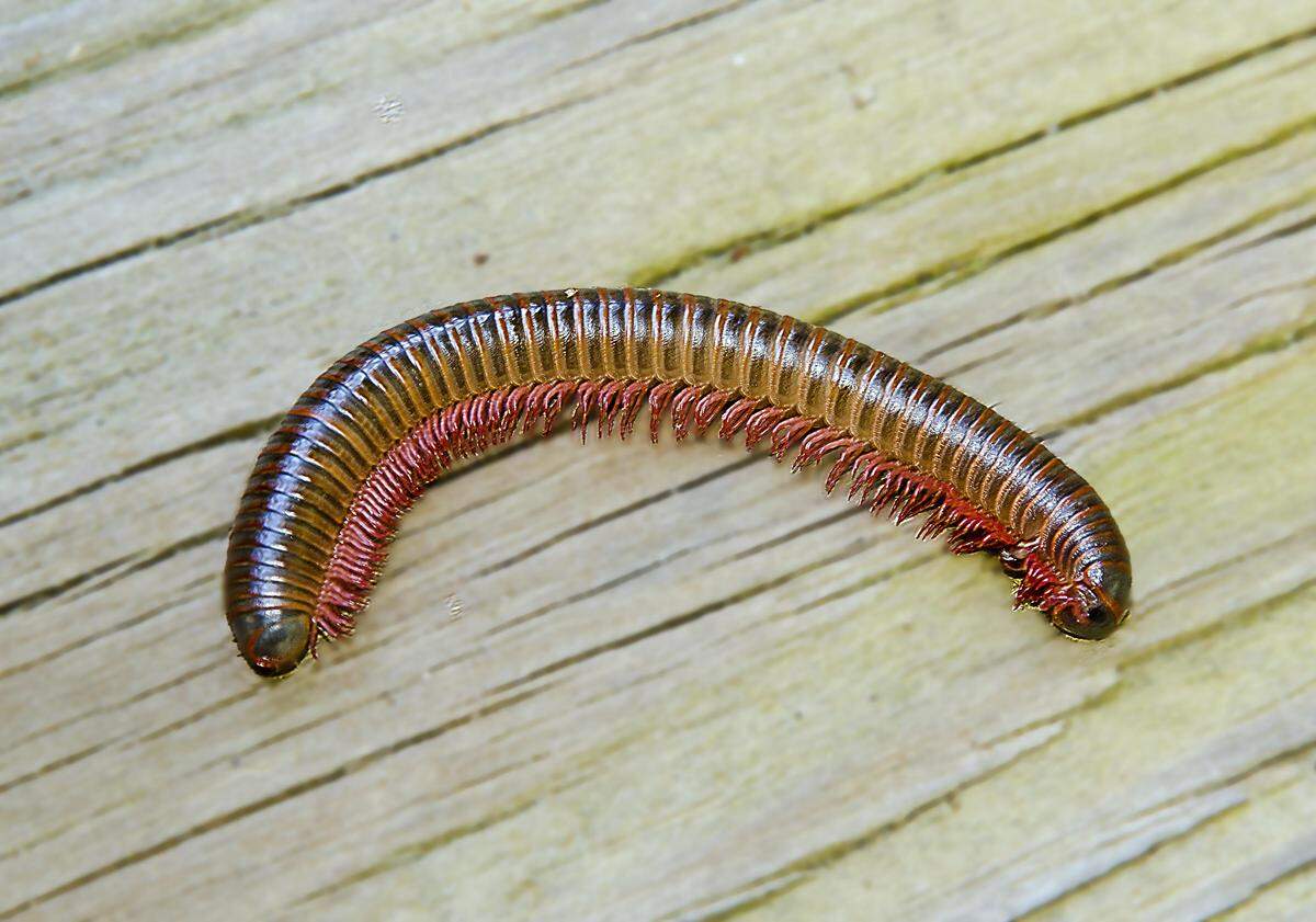 Millipedes lead inconspicuous but ecologically important lives, feeding on decaying organic matter and making re-cycled nutrients available to the roots of plants.