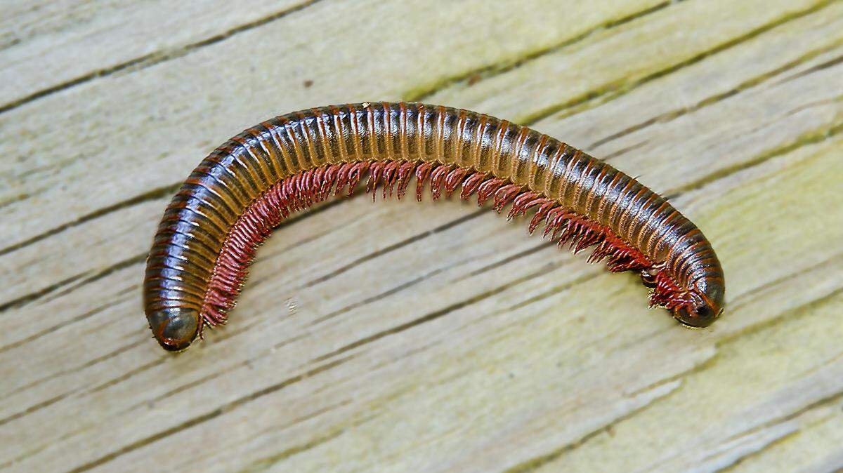 Millipedes lead inconspicuous but ecologically important lives, feeding on decaying organic matter and making re-cycled nutrients available to the roots of plants.