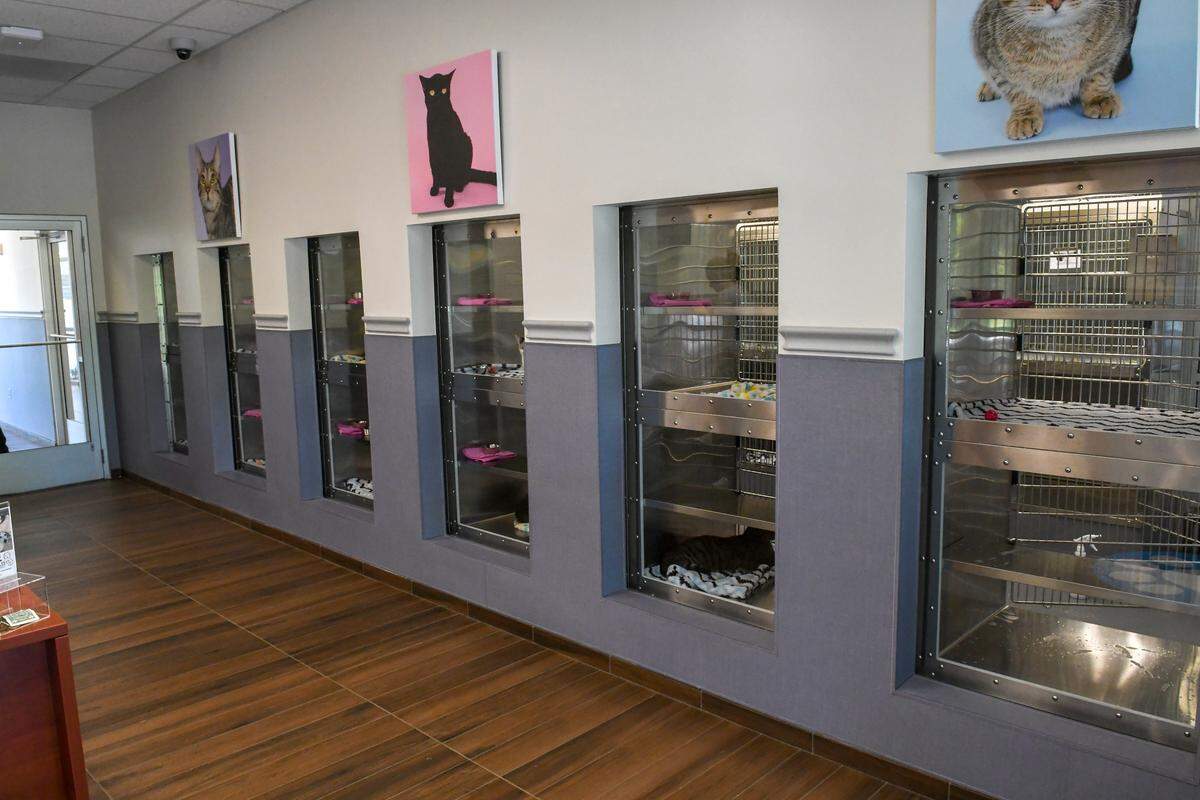 Upon entering the Hilton Head Humane Association entrance, animal lovers will be greeted with windows of cats that are avialblke for adotioon as seen on Wednesday at the complex on S.C. 170 in Okatie.