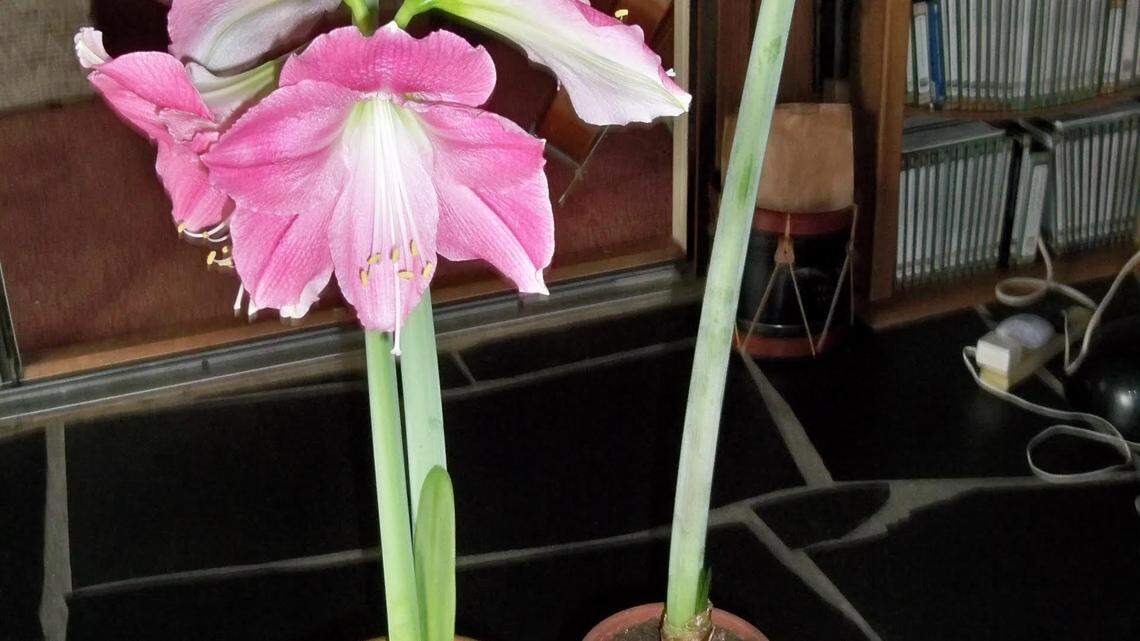 Let's give warm welcome to newest Lowcountry garden club, the Southern Gardeners