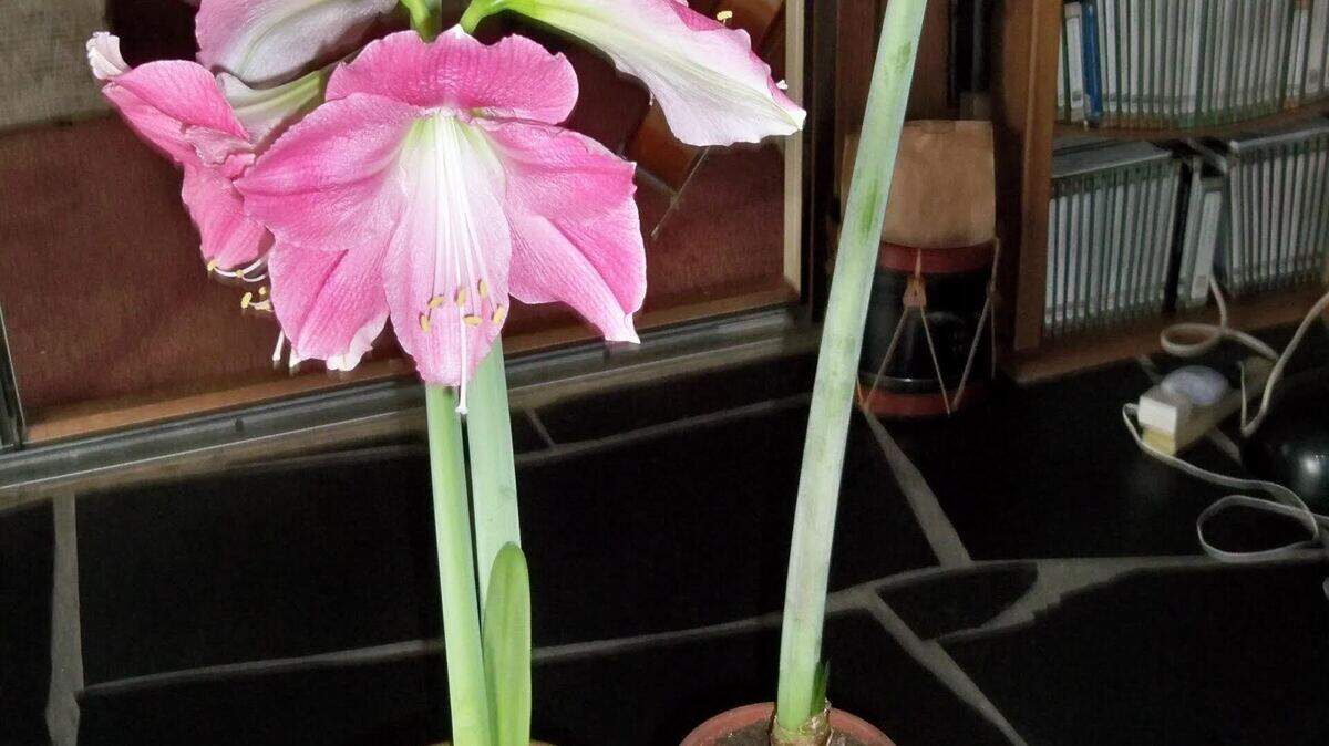 These amaryllises were supposed to bloom in time for the Christmas holidays. They missed that deadline by three weeks.