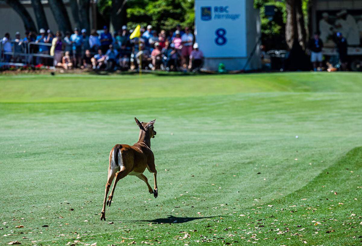 A deer leaped and bounded on the fairway and near the green of the 8th hole during the second round of the RBC Heritage Presented by Boeing on Friday, April 15, 2022 at Harbour Town Golf Links in Sea Pines on Hilton Head Island.