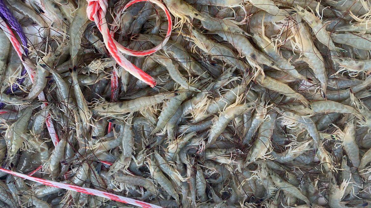 All of these shrimp were caught with one throw of the cast net.