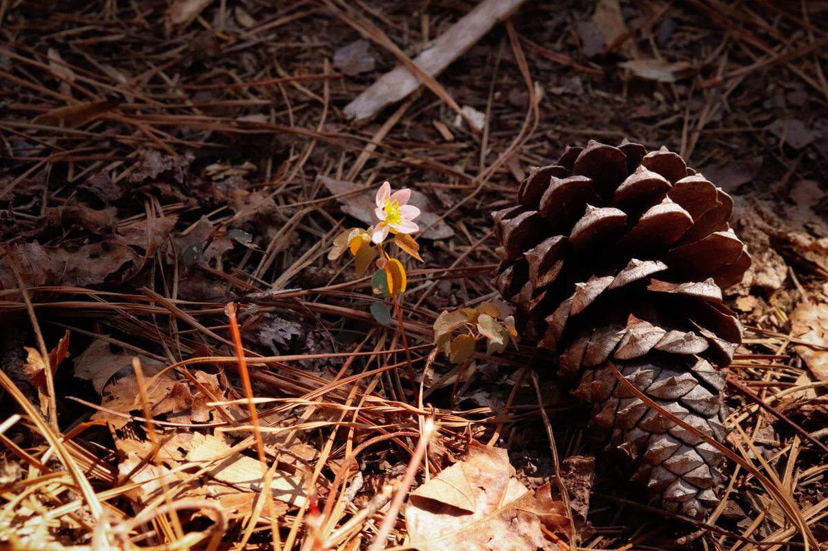 Even in the middle of winter, South Carolina always has a reminder that spring is just around the corner. Here, a&nbsp;round-lobed Hepatica flower&nbsp;(Hepatica americana)&nbsp;smiles upward from the forest floor along the Turkey Creek Trail near Augusta. 