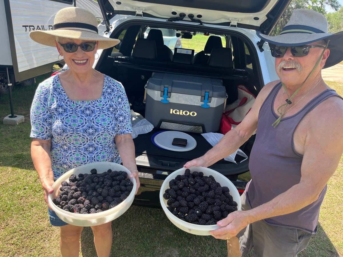 Lynn and Bobbie Olinger of Hardeeville picked 12 pounds of blackberries at Simply Green Farm in Seabrook north of Beaufort on Thursday afternoon. “They’re the biggest ones I’ve seen,” Lynn said.