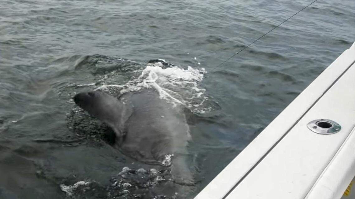 Massive great white shark a sign population ‘booming’ off Hilton Head, fisherman says