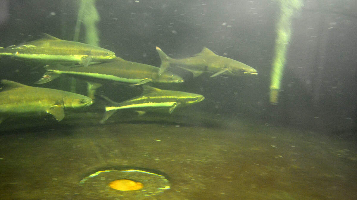 Cobia are seen swimming June 3, 2015, in a holding tank at the S.C. Department of Natural Resources Marine Stock Enhancement Research Program in Charleston. Collins Doughtie, a fisherman and freelance columnist, is making a concerted effort to educate the public about the diminishing numbers of cobia, even going so far as to catch a pair to be used for breeding. The male cobia, caught by Doughtie, is the large fish in the middle of this group.