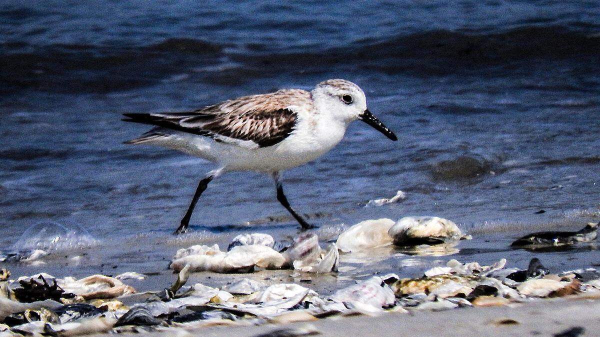 A sanderling forages for food at the water’s edge.
