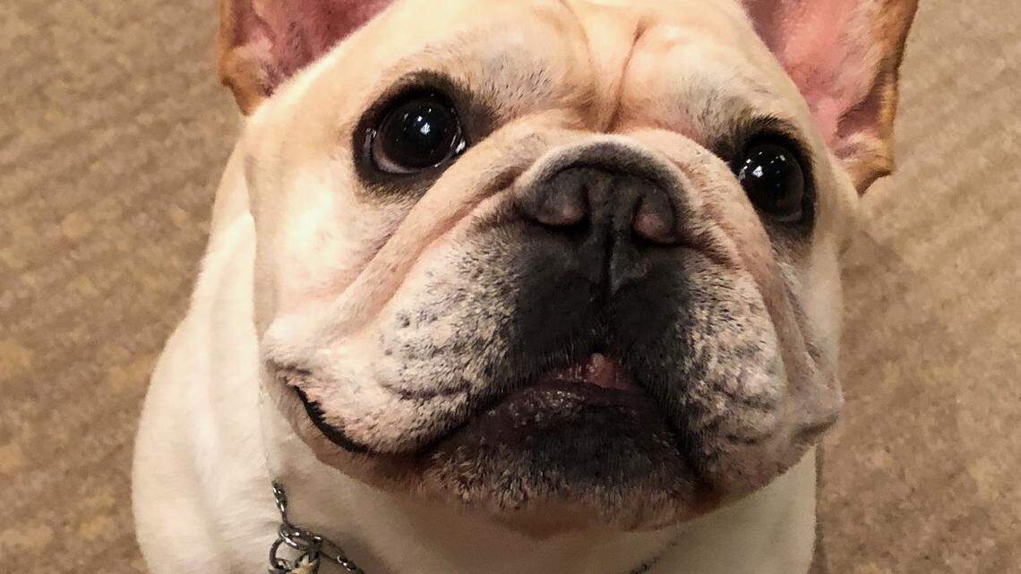 A shorter-nosed dog like the French Bulldog can make better eye contact with people, the study found.