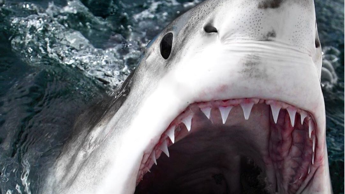 Sorry. Can’t hide the fact that great white sharks are off Hilton Head’s coast  | Opinion