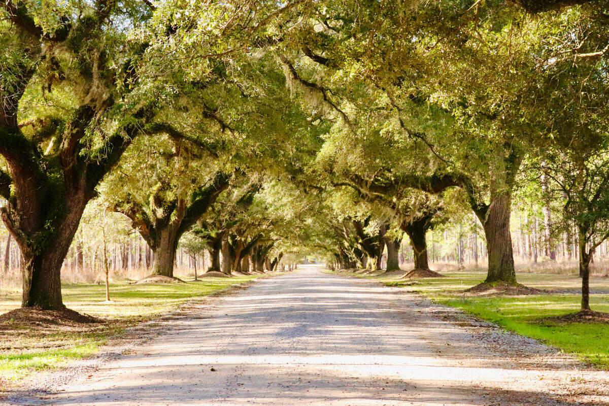 When you arrive you will enter a stately avenue of trees. These are a remnant of plantation land on which the wildlife preserves have been established and provide you with a window to the past as you appreciate efforts to preserve the future.