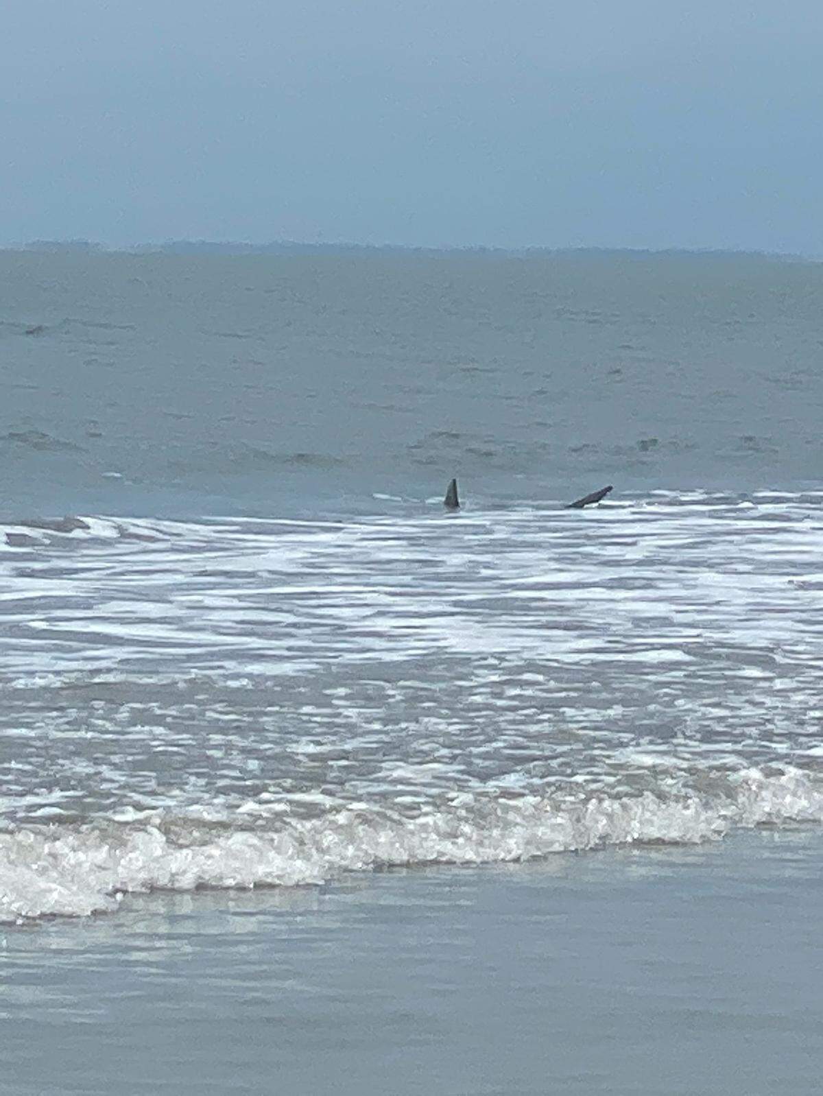 A shark swimming near the shoreline on Hilton Head Island on Monday.