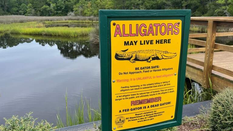 Following the latest Hilton Head alligator attack, here are safety tips to know in SC
