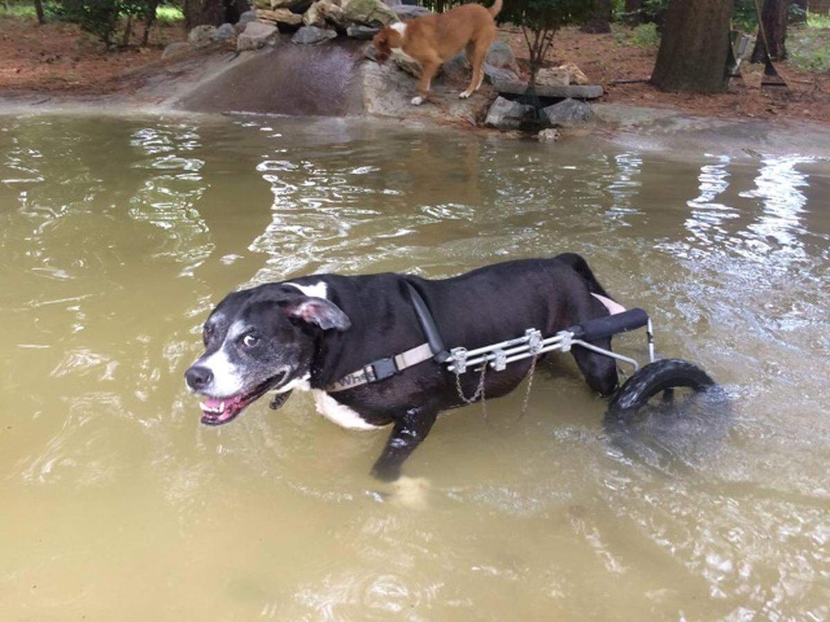 Buckshot in one of his more advanced “wheelchairs” in a pool at Maranatha Farm.&nbsp;