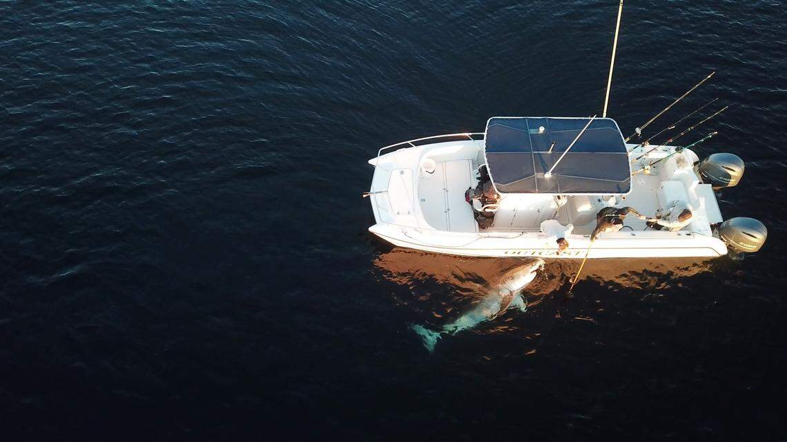 Hilton Head’s shark whisperer: A decade tagging great whites reveal their winter mysteries