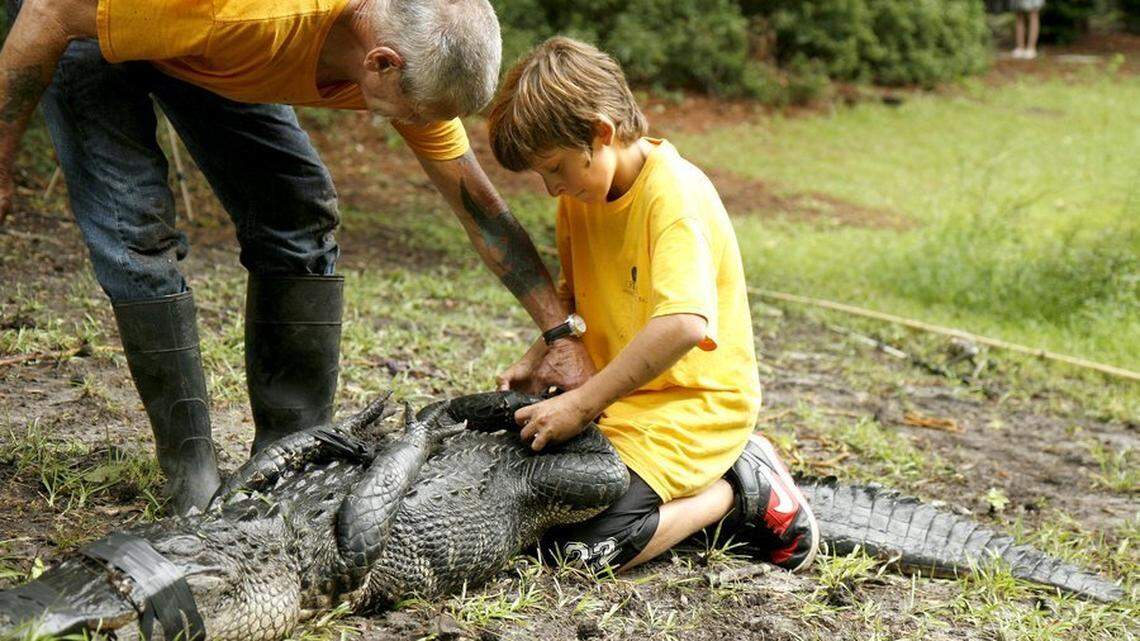 FILE: Joey Maffo, 12, grandson of Joe Maffo, left, owner of Critter Management, helps secure an 8-foot alligator in August 2013 after the seventh grader snagged it at a lagoon ringed by homes in Hilton Head Plantation. The alligator attacked a woman who was walking near the lagoon with dogs and it bit her foot. The alligator was later killed.