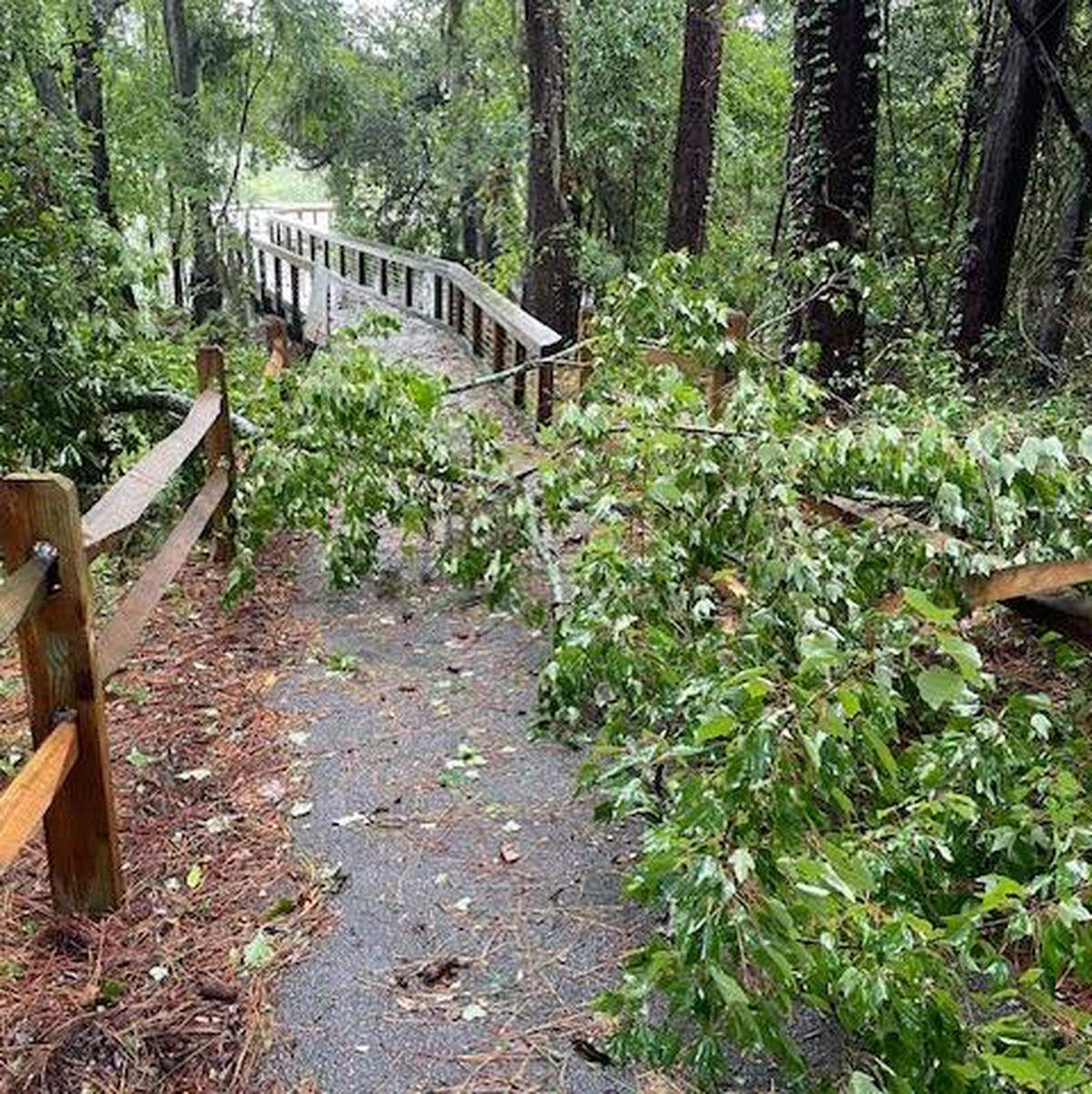 Minor damage at Cypress Wetlands in Port Royal from Tropical Storm Debby prompted its closure Wednesday.