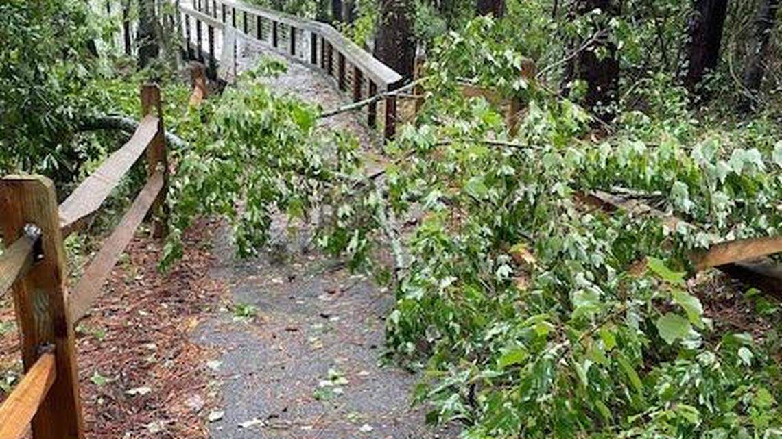 Tropical Storm Debby slams popular Port Royal rookery. Here’s how the birds fared