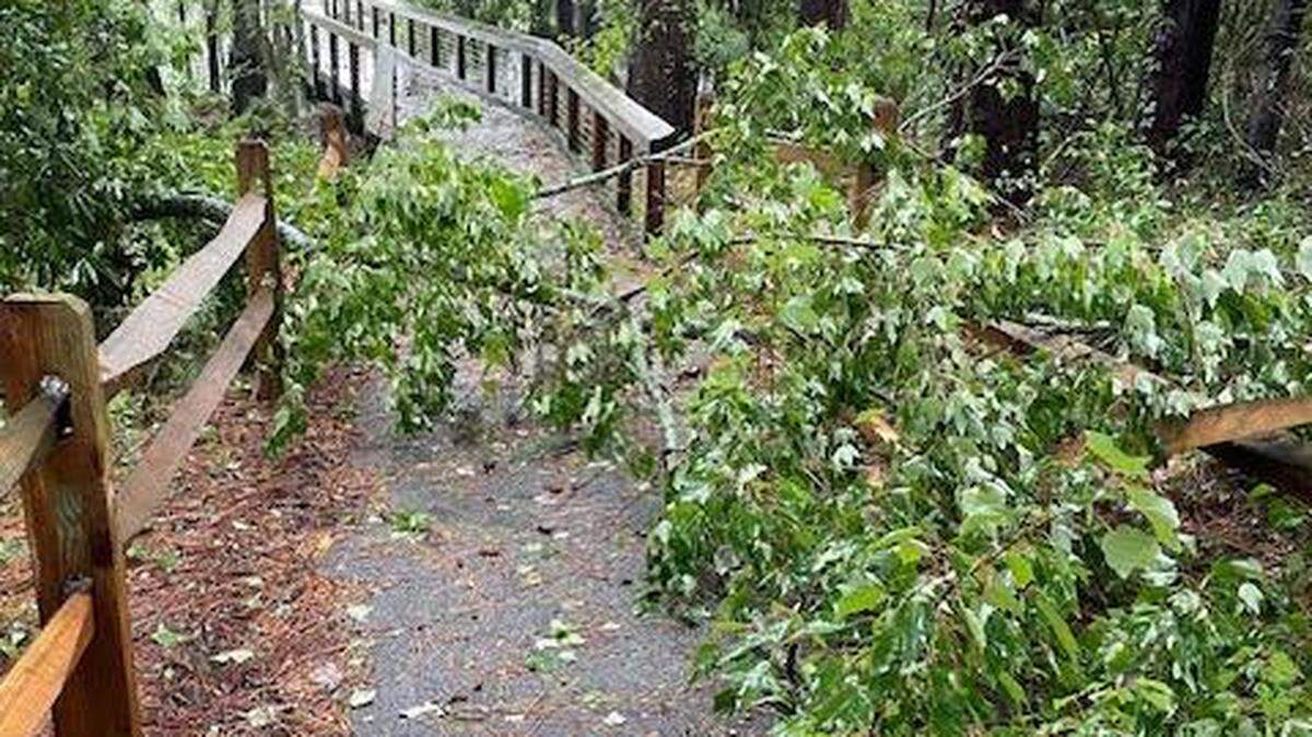 Tropical Storm Debby slams popular Port Royal rookery. Here’s how the birds fared