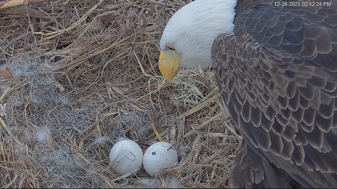 Popular Hilton Head eagle couple welcomes first eaglet of winter. Here’s how to watch hatchings