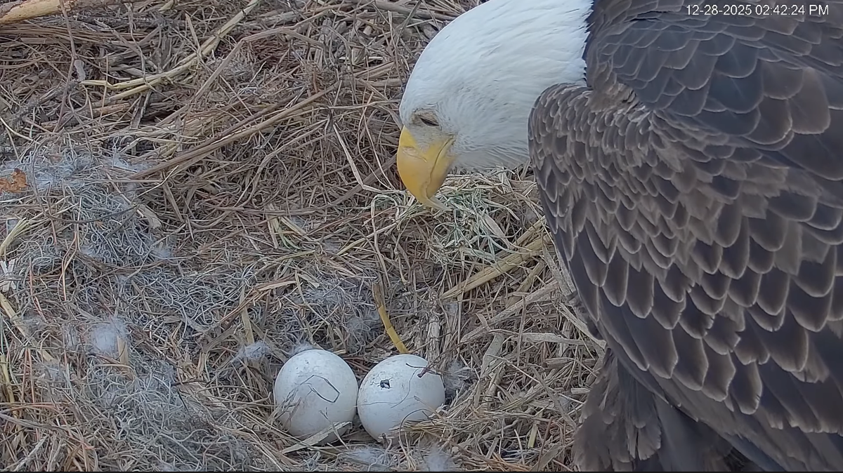 This hatching made the first “pip” or crack in the shell on Saturday evening, and by Monday morning, the new arrival had completely broken free from its shell.