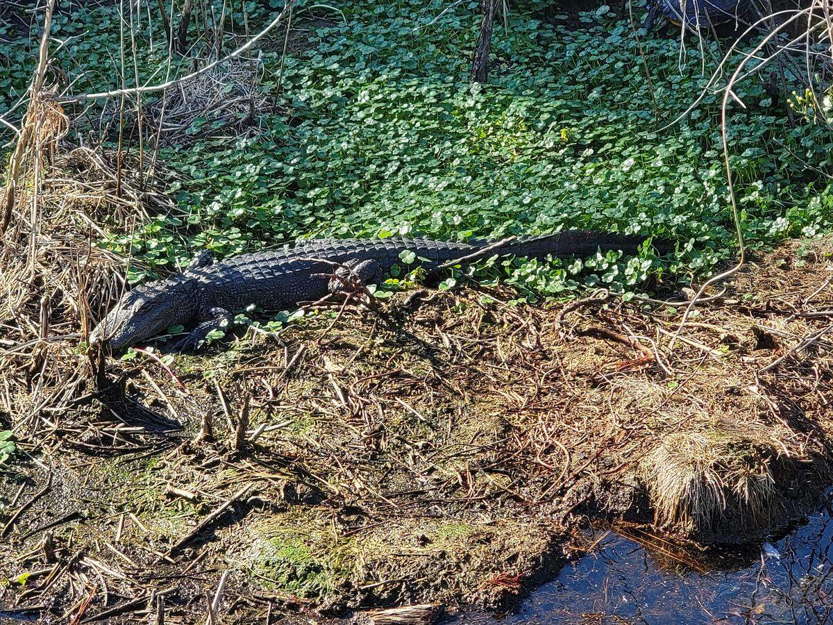 Volunteers snapped this photo of an alligator during a rescue of a dog from an island at Cypress Wetlands.