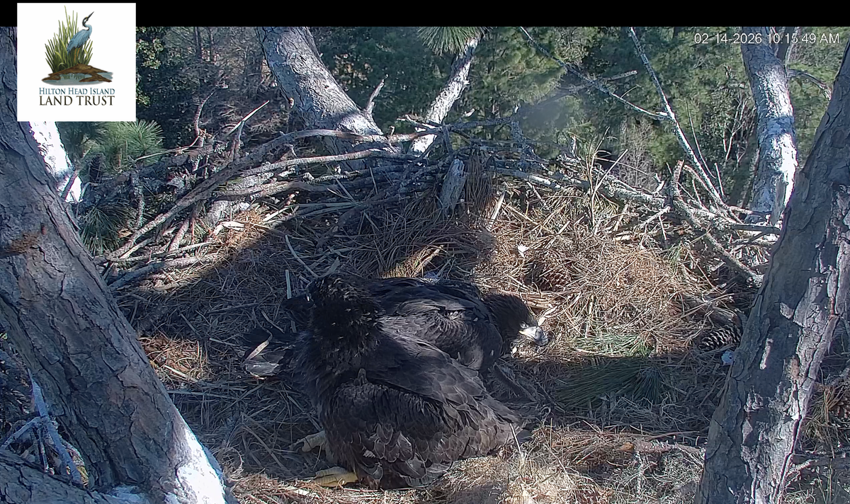 At the nest, the eaglets are standing, exploring, resting, pulling on branches and even attempting to self-feed.
