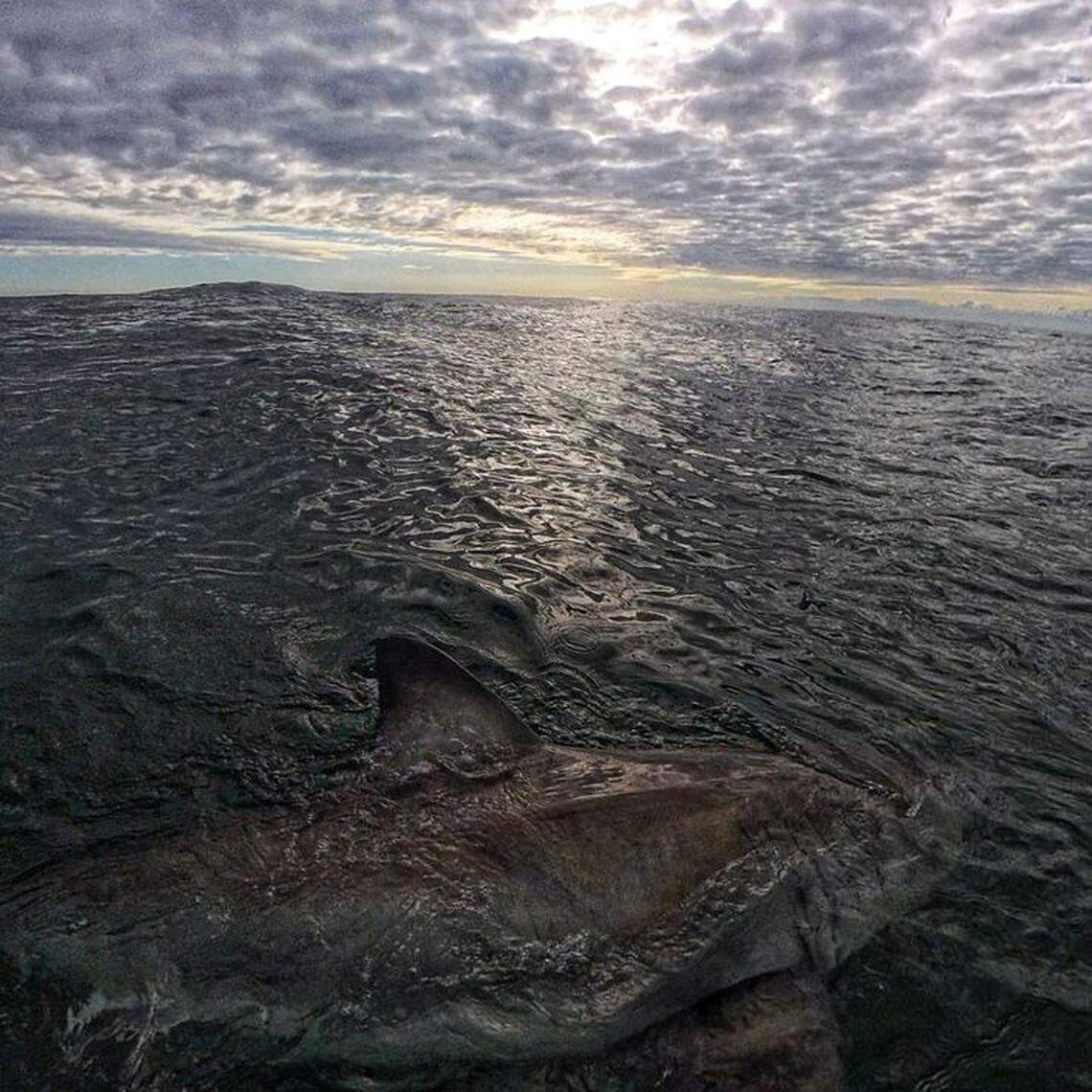 Chip Michalove, local charter captain with Outcast Sport Fishing and shark expert, named the shark Freeman after Freeman Boatworks, who built his new vessel.