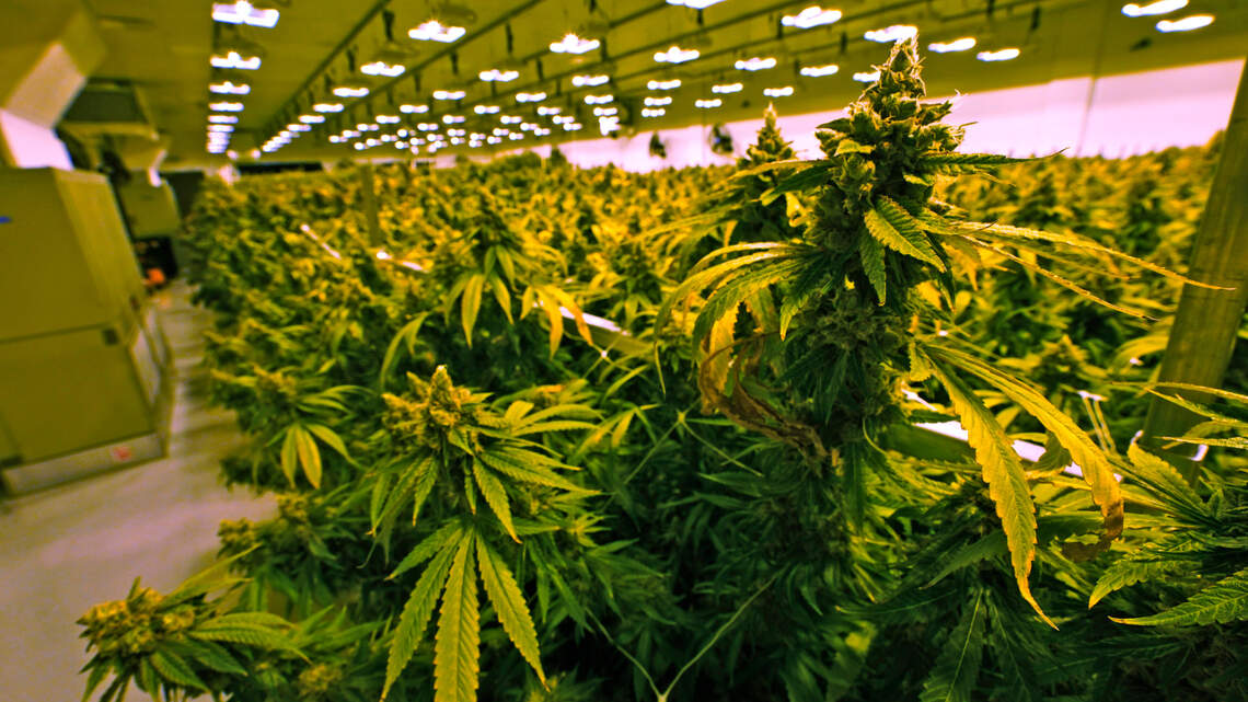 Listen to the doctors and South Carolina GOP: Medical marijuana has too much baggage