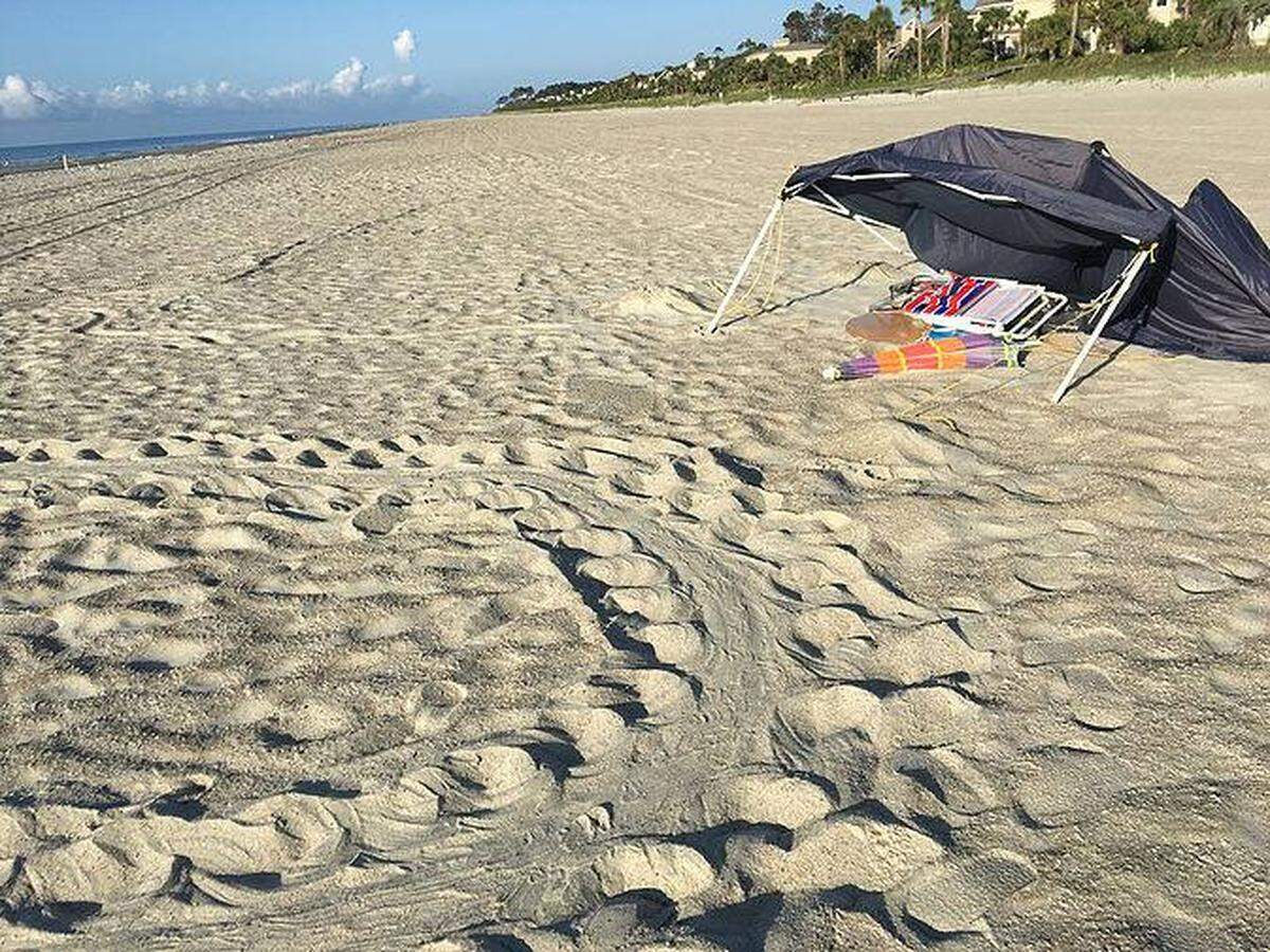 A beach tent, like this one left overnight on Hilton Head Island, can be frightening to sea turtles looking for a place to lay their eggs onshore. This one appears to have caused a sea turtle to abandon its mission to lay her eggs on the shore.